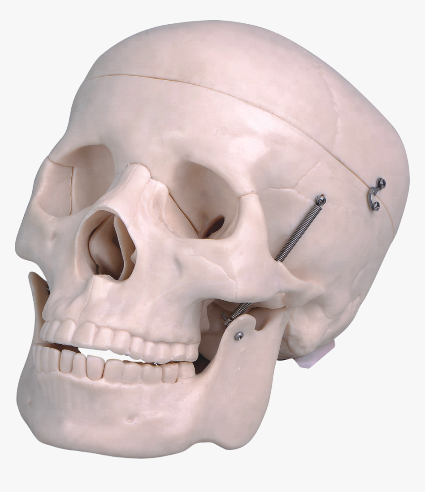 Life Size Plastic Human Skull - Skull, HD Png Download