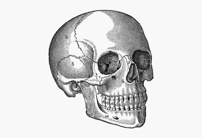 Halloween Black And White Skull, HD Png Download