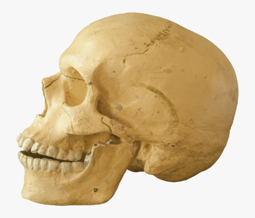 Skull, HD Png Download