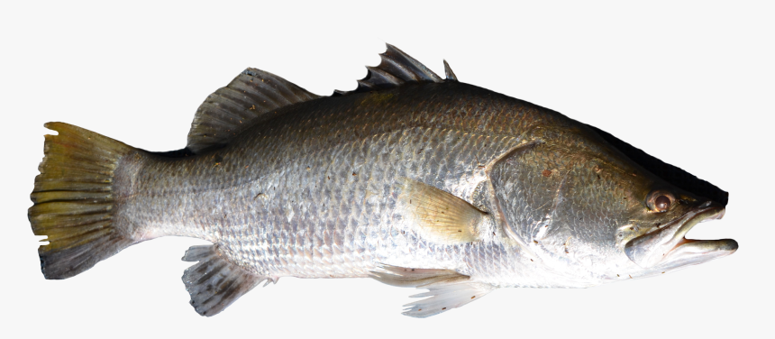 Fish Png - Transparent Background Fish Png Transparent, Png Download