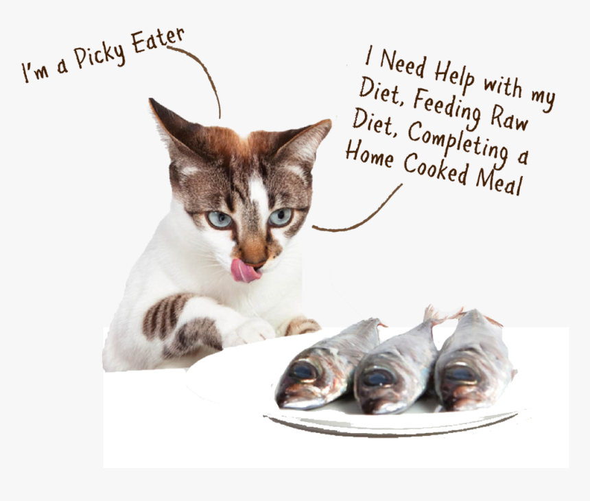 Cat Eat Fish , Png Download - Cat And Their Food, Transparent Png