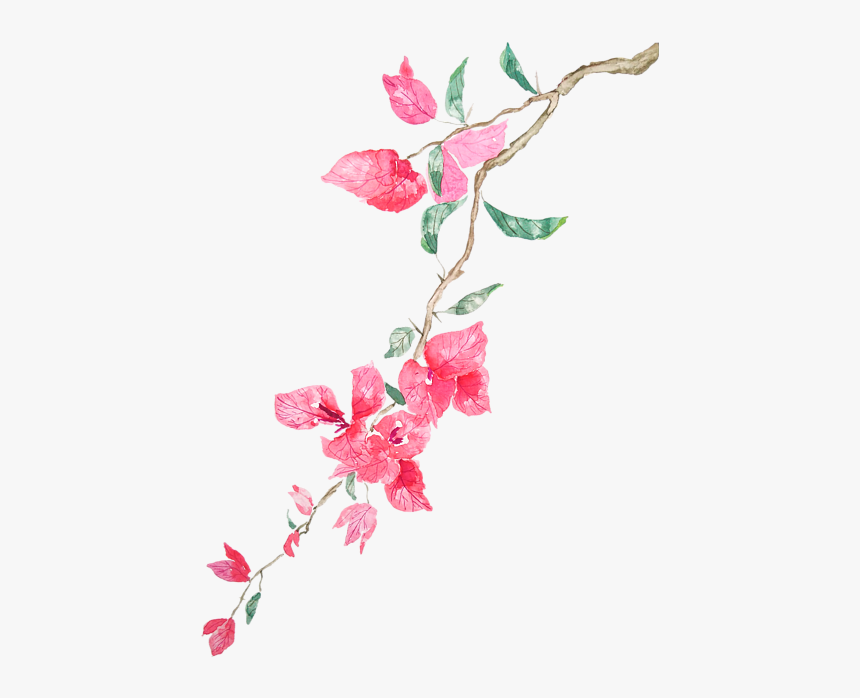 Watercolor Images Of Bougainvillea, HD Png Download