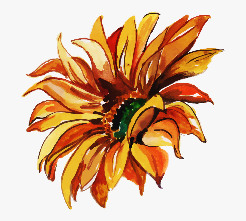 Sunflower, HD Png Download