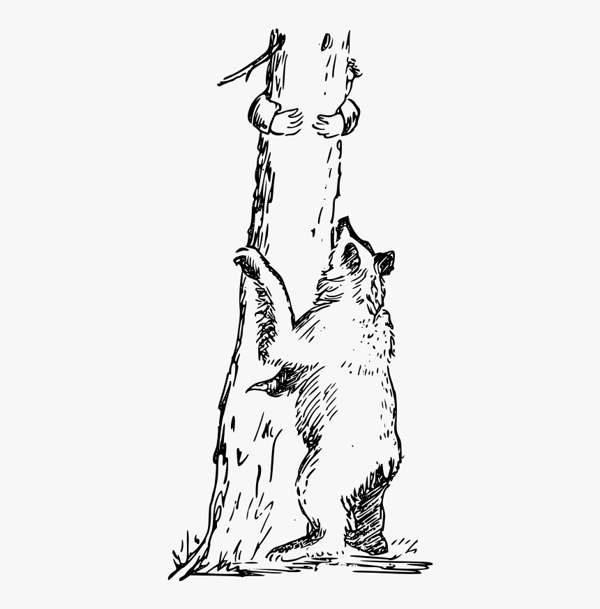 Bear Climbing Tree Drawing, HD Png Download