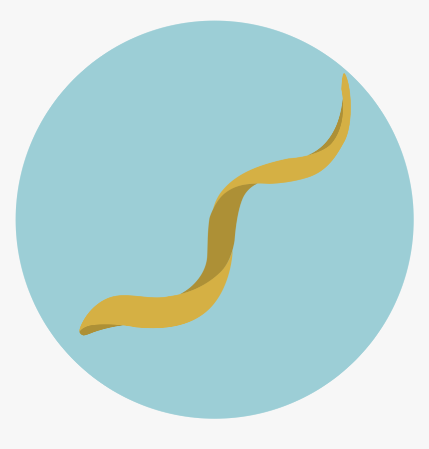 Circle, HD Png Download