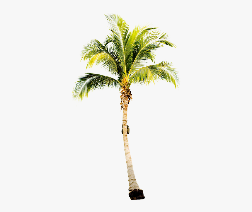 Single Palm Tree, HD Png Download