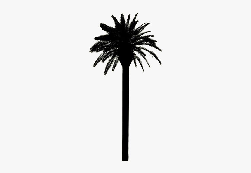 Tall Palm Tree Png - Date Palm, Transparent Png