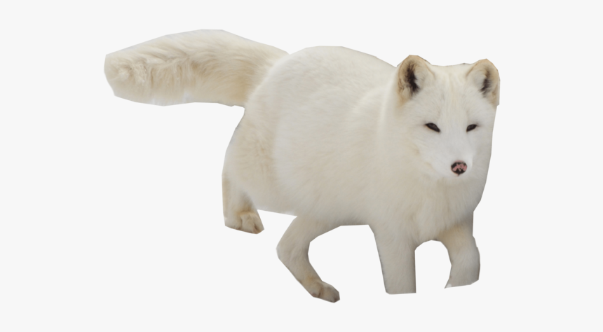 Arctic Fox, HD Png Download