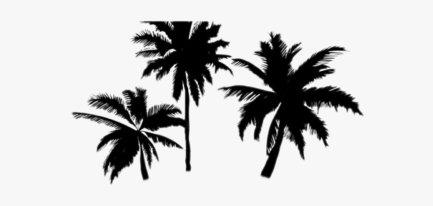 Palm Trees Transparent Background, HD Png Download