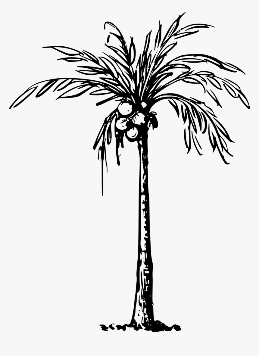 Clip Art Of Coconut Tree, HD Png Download