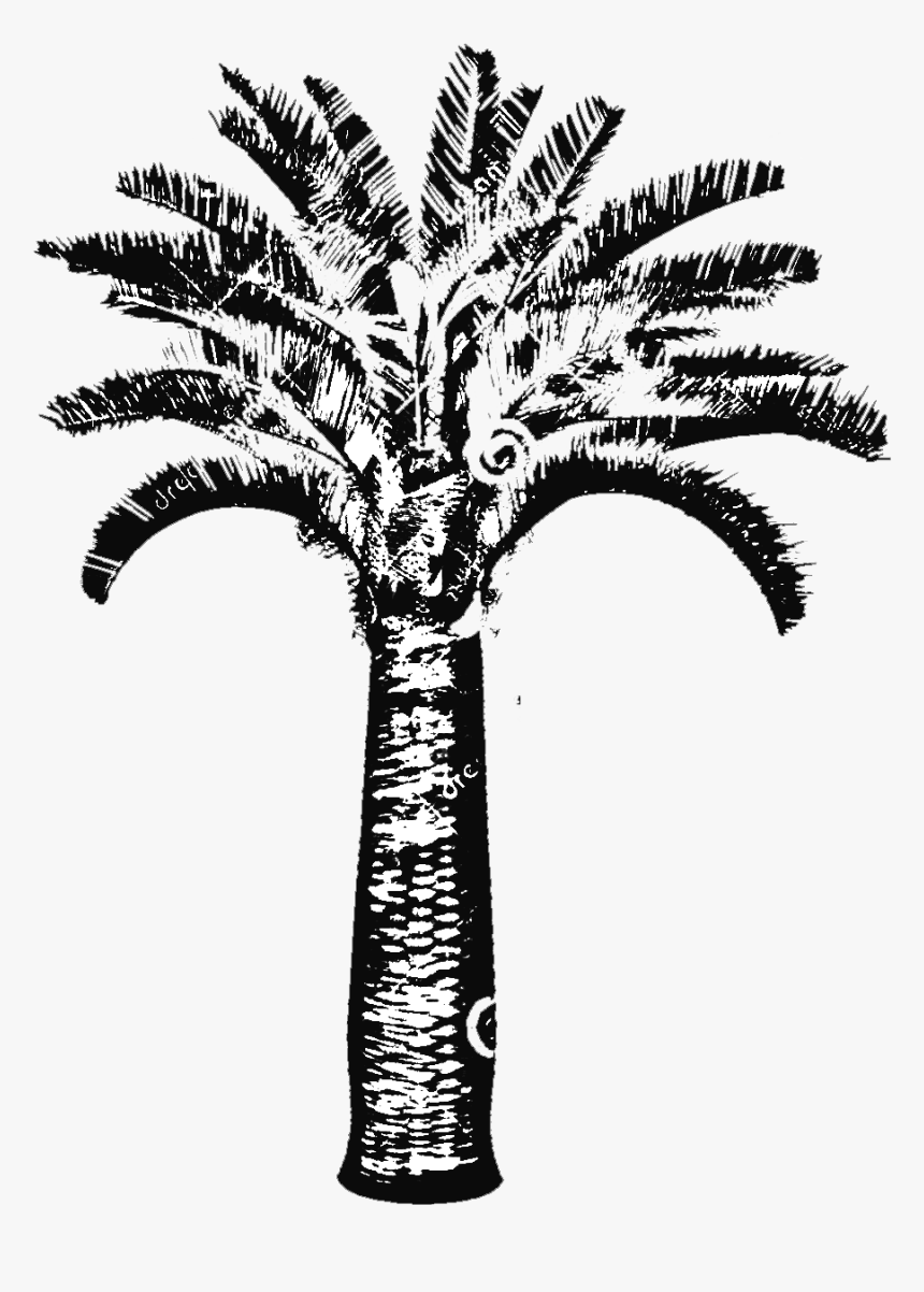 Butia Capitata Jelly Palm Big Plant Nursery - Illustration, HD Png Download