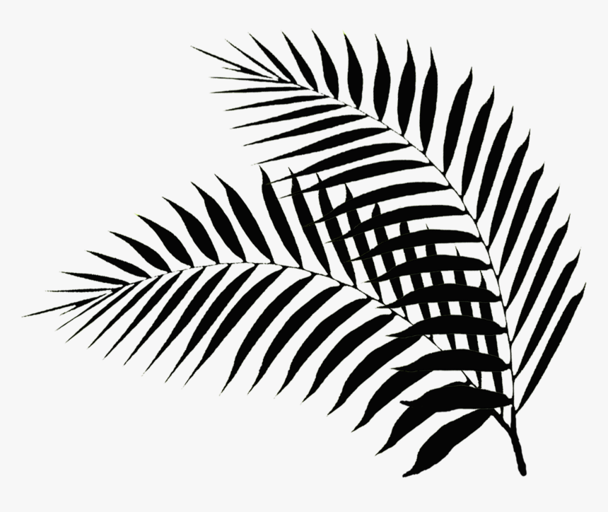 Transparent Palm Sunday Clip Art - Palm Leaf Silhouette Png, Png Download