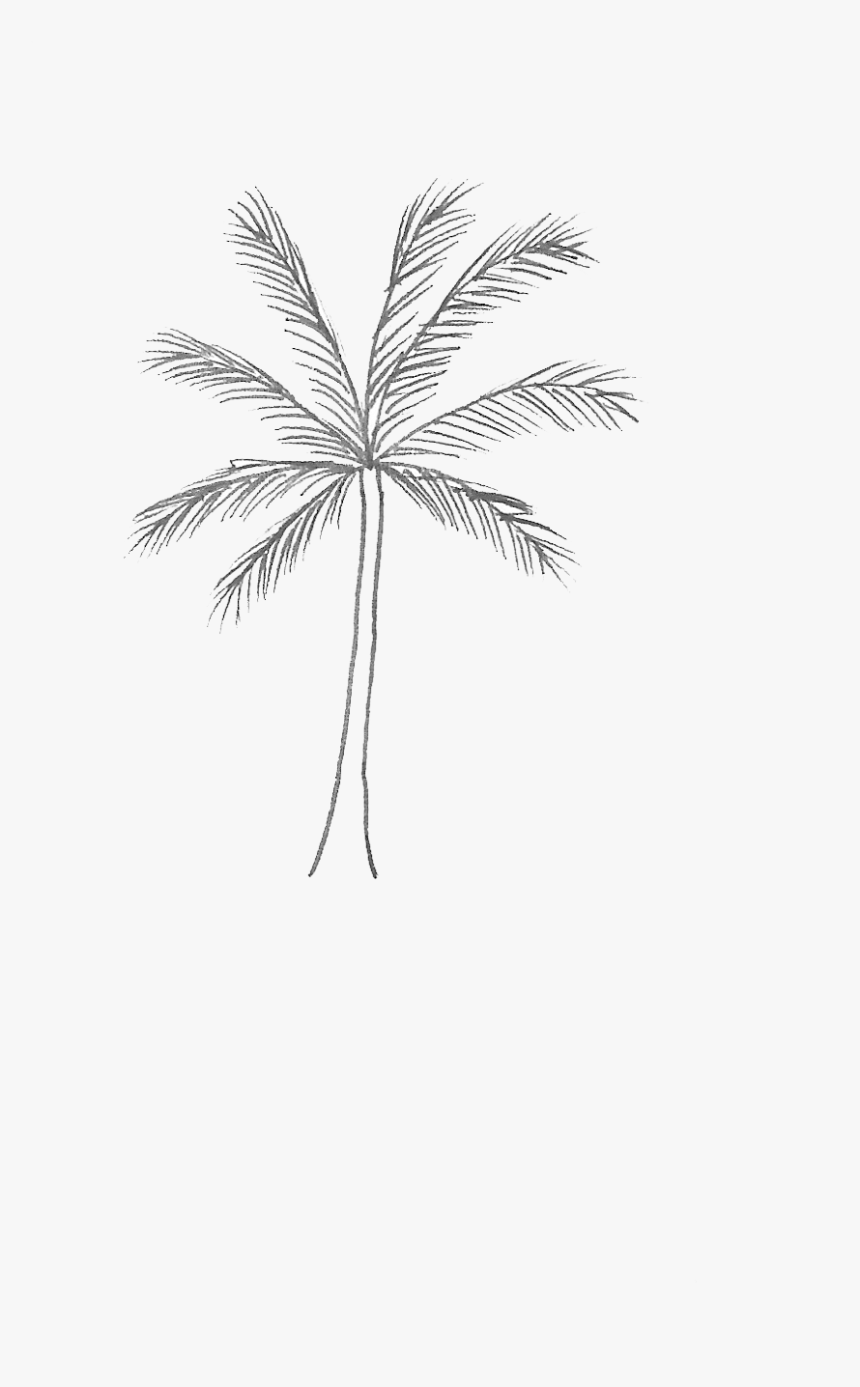 Palm Tree, HD Png Download