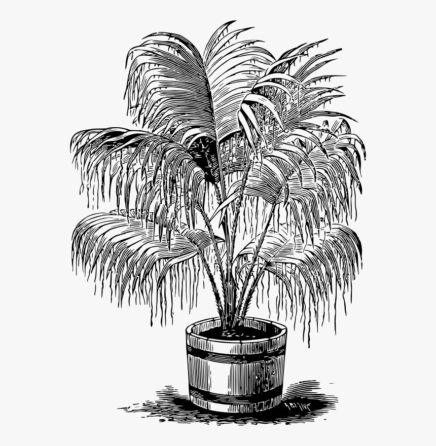 Palm Plant Clipart Free, HD Png Download