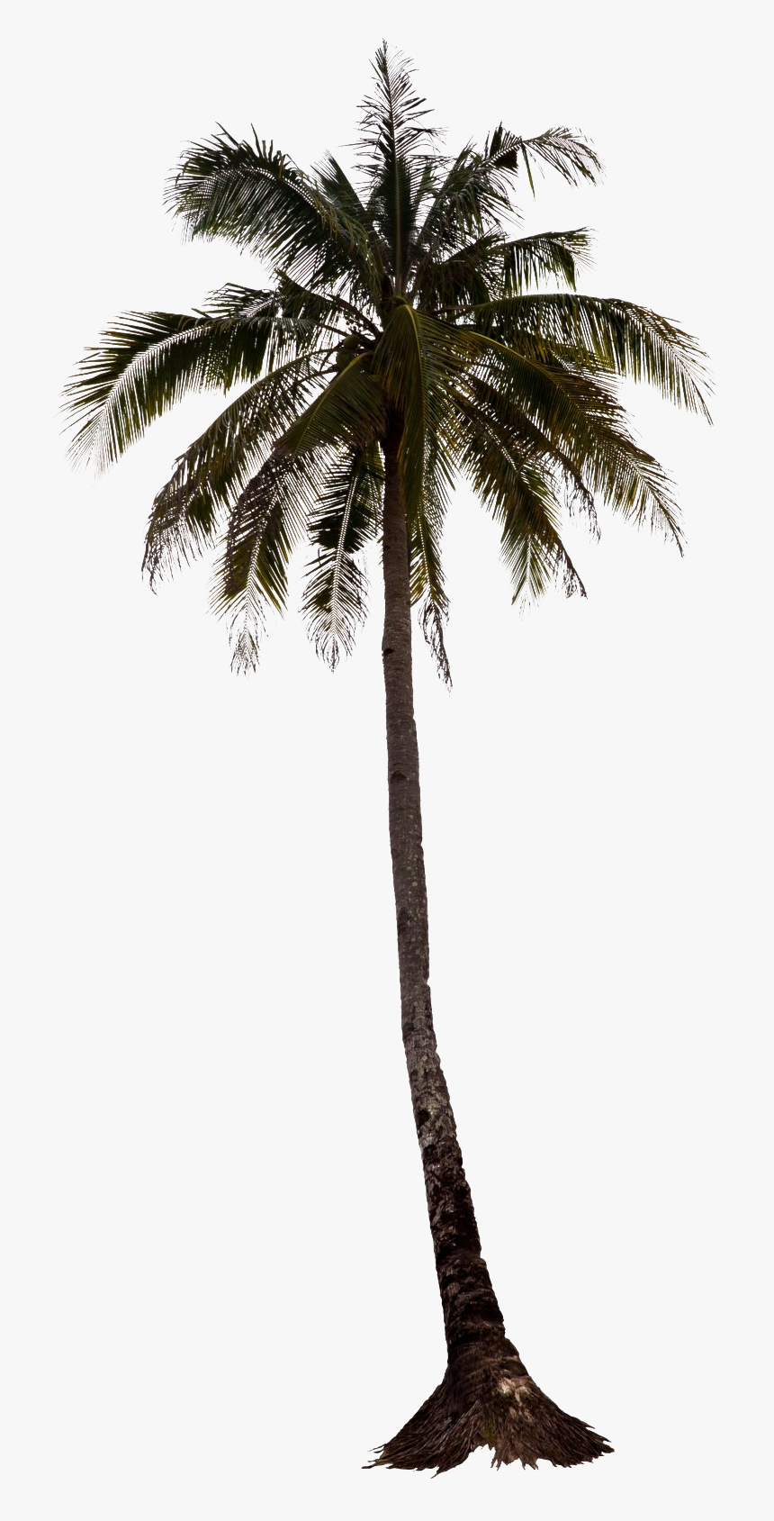 Palm Tree Elevation Png, Transparent Png