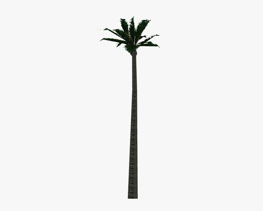 Wax Palm Tree - Attalea Speciosa, HD Png Download