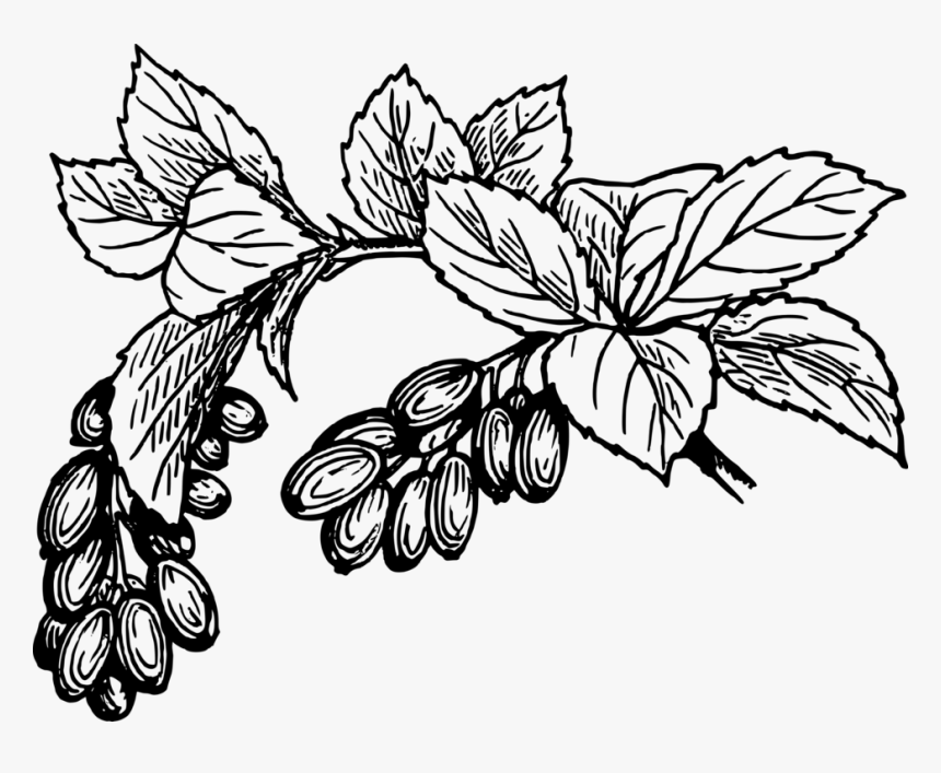 Symmetry,monochrome Photography,tree - Dates Black And White Clipart, HD Png Download