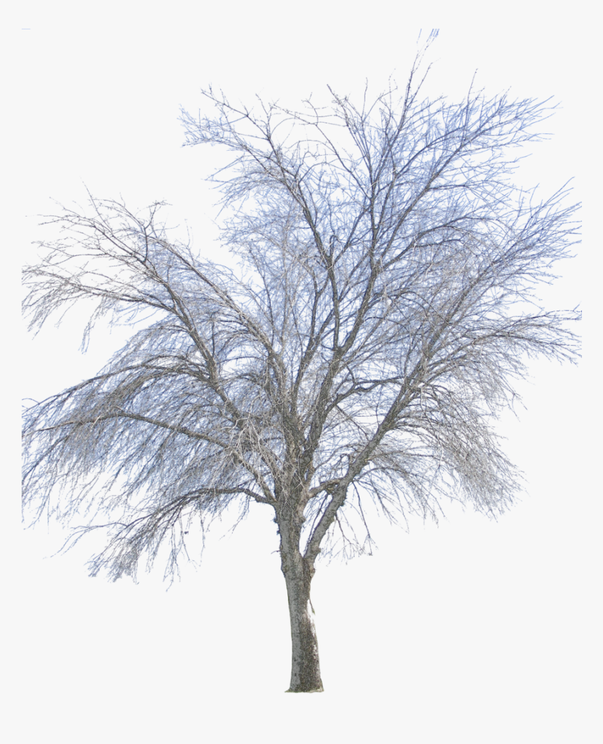Vector Png Winter - Tree Winter Png Transparent, Png Download