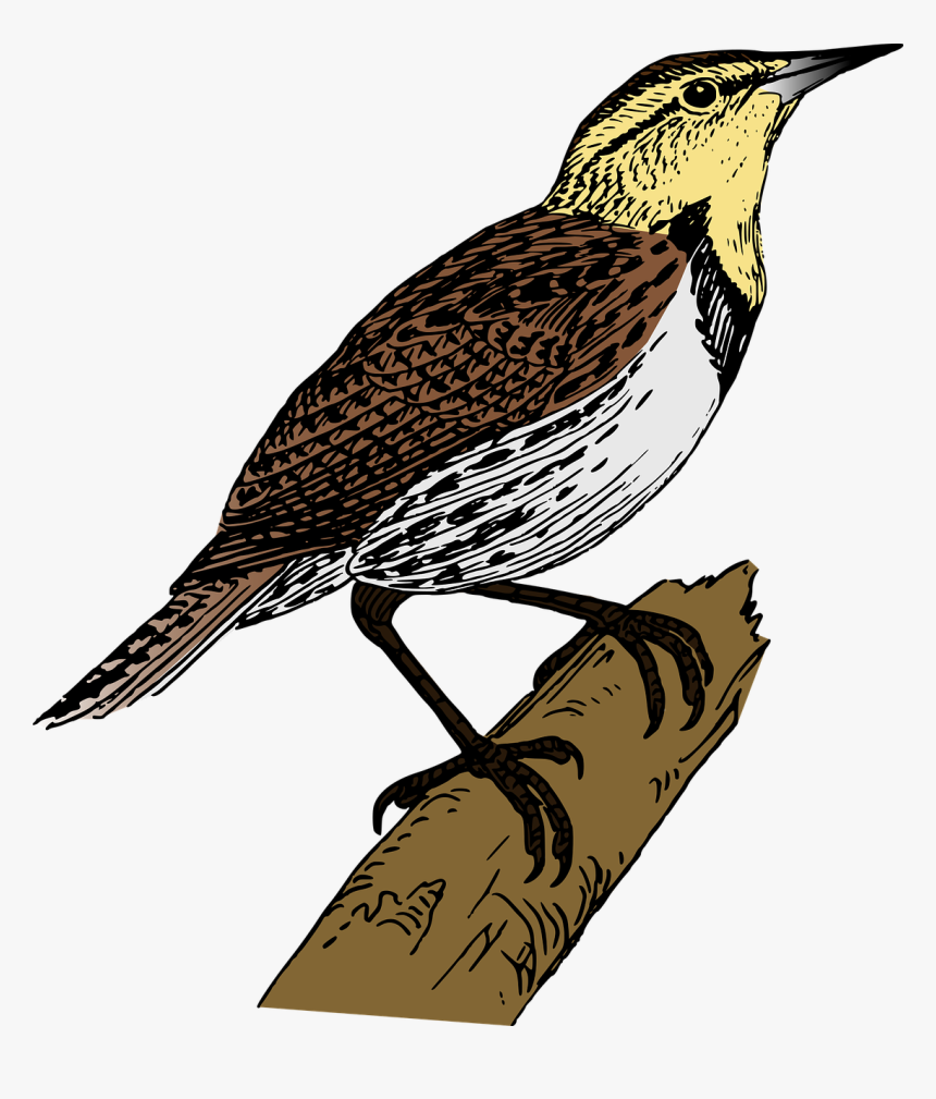 Bird Branch Lark Free Picture - Lark Png, Transparent Png