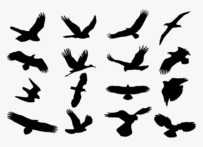 Birds Cdr, HD Png Download