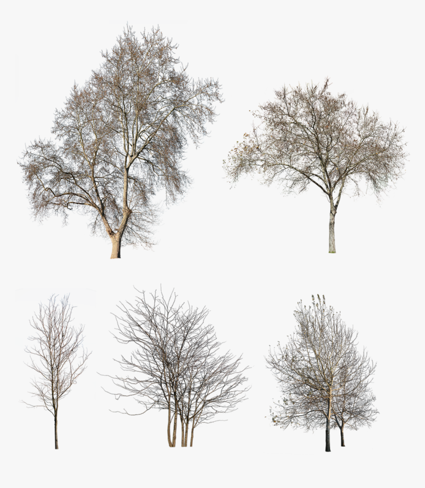 Transparent Winter Trees, HD Png Download
