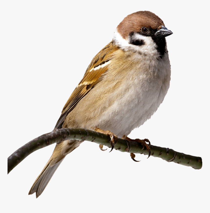 House Sparrow Clip Art Transprent Png Free - Lakdi Ki Kathi Lyrics In Urdu, Transparent Png