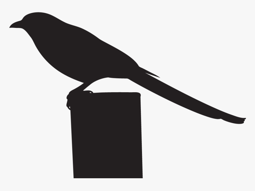 All About Birds Clipart , Png Download - Crow, Transparent Png