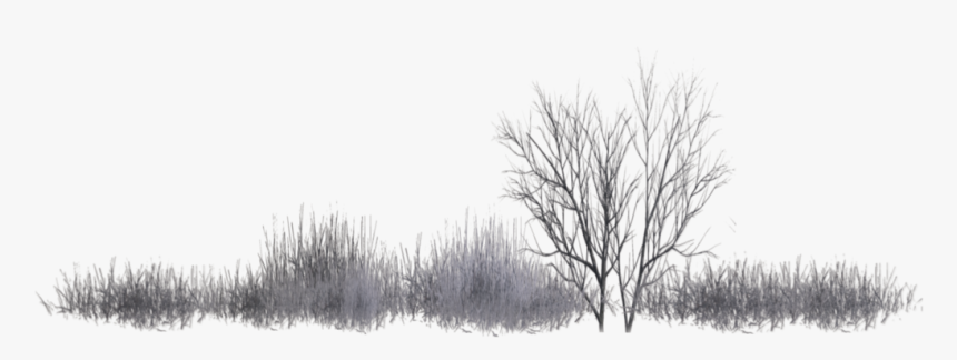 Snow - Shrub Black Png, Transparent Png