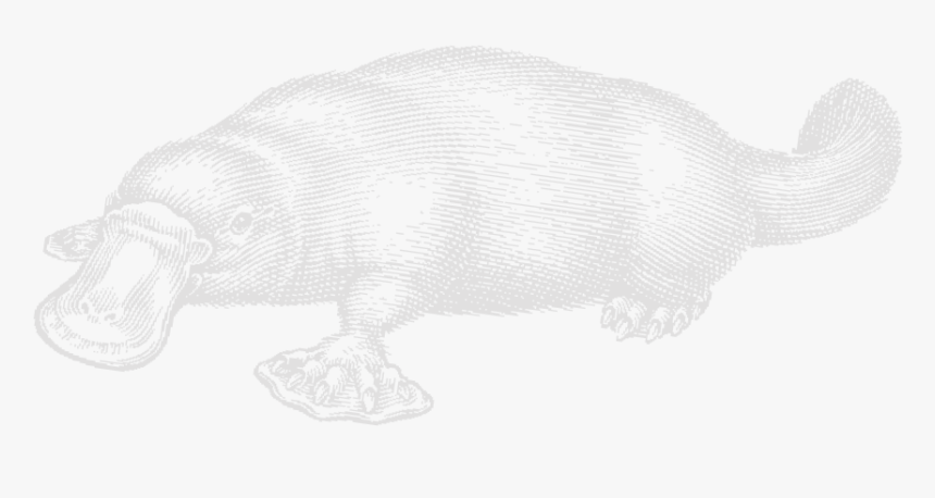 Carp, HD Png Download