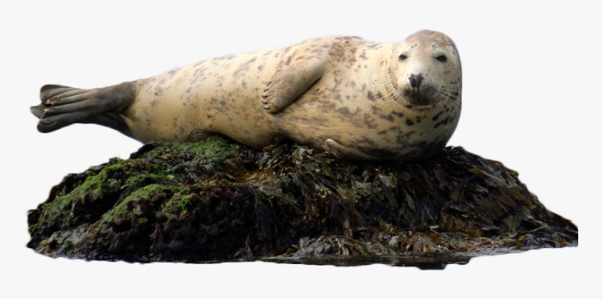 Harbor Seal, HD Png Download