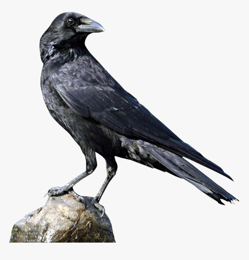Crow Png, Transparent Png