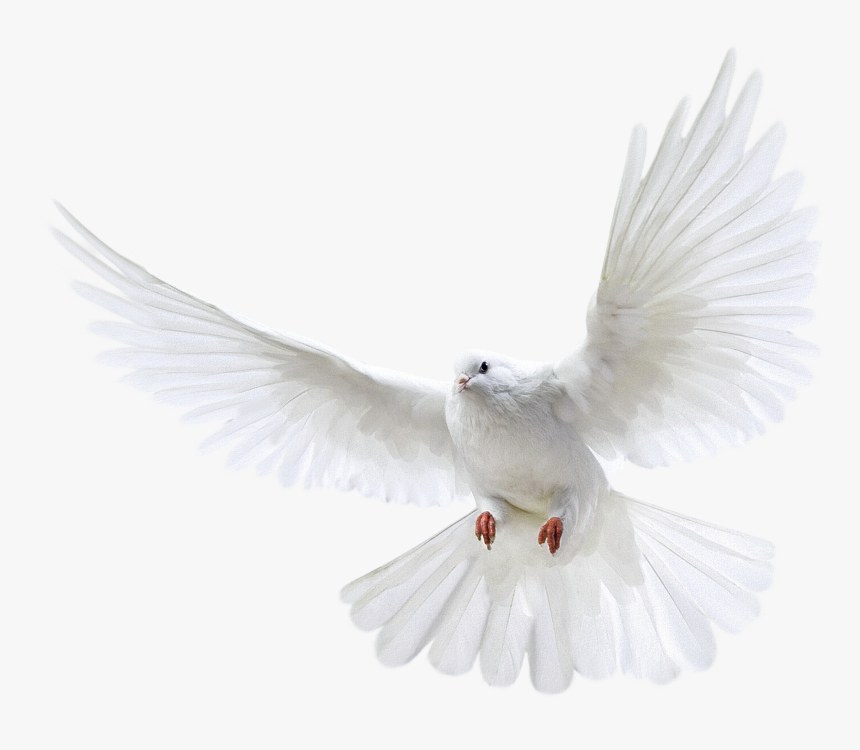 Fire Png Hd -white Dove Clipart Fire Png - Pigeon Png, Transparent Png