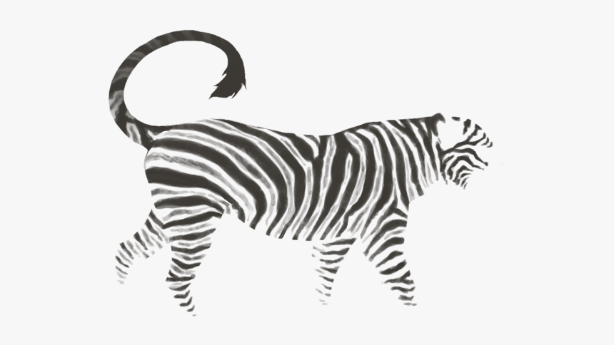 Zebra, HD Png Download