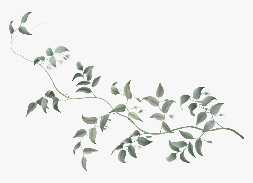 Dumbo Vine Flower Plant Stem Tree - Flowers Vine Transparent Background, HD Png Download