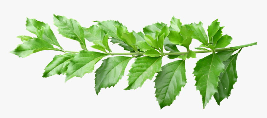 Leaves, Stem, Green, Plant, Branch - Plant Leaves With Stem, HD Png Download