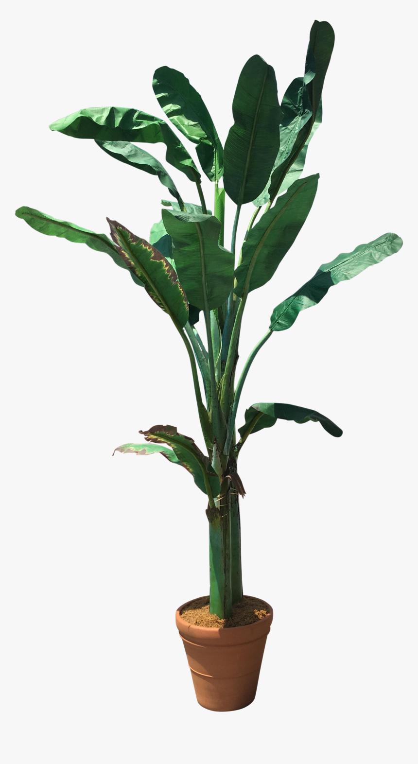 Plant,plant Stem,banana Family,terrestrial Decor - Transparent Banana Tree Png, Png Download