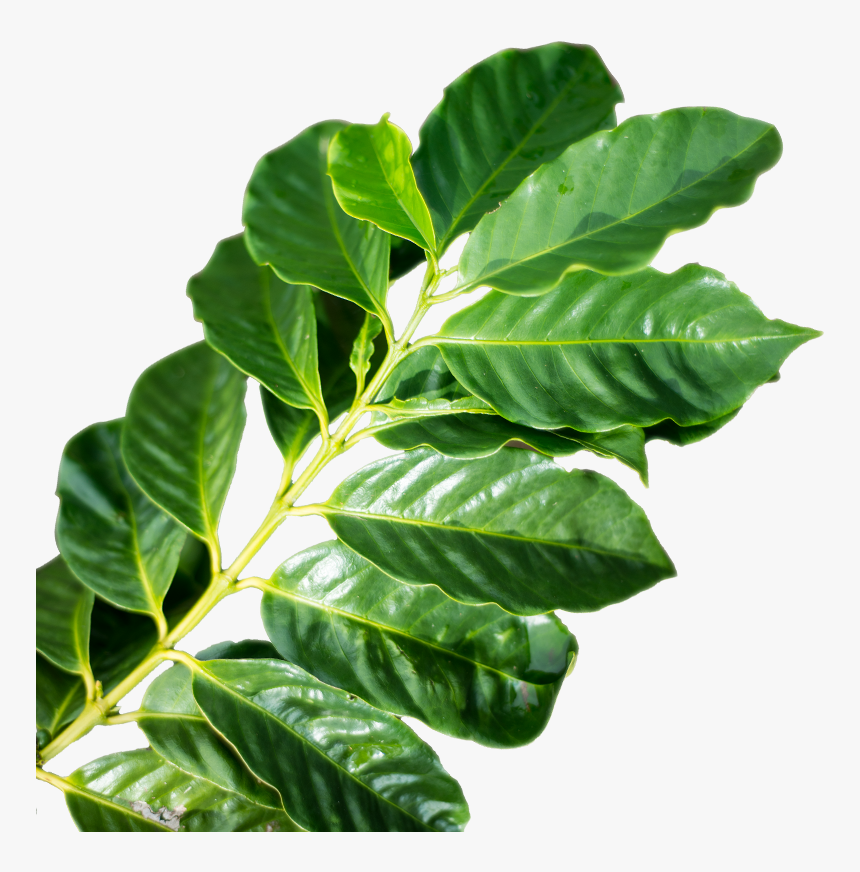 Transparent Tea Leaf Png - Coffee Leaf Png, Png Download