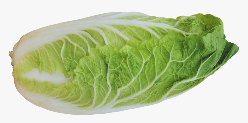Free Download Of Salad Png Picture - Chinese Cabbage Transparent Background, Png Download