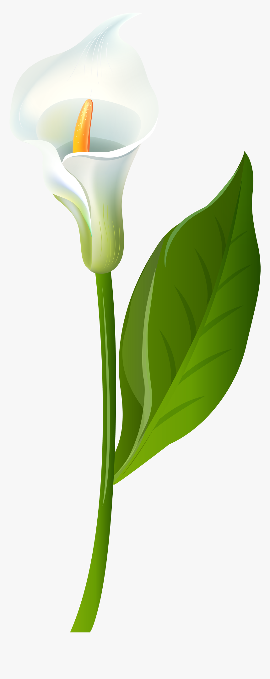 Leaf Flower Plant Stem Green - Calla Lily Clipart, HD Png Download