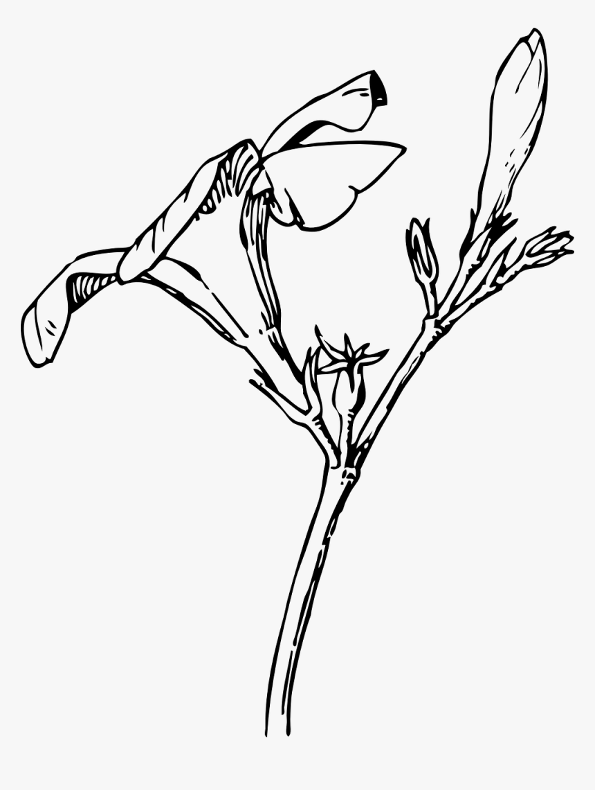 Oleander Flower Drawing, HD Png Download