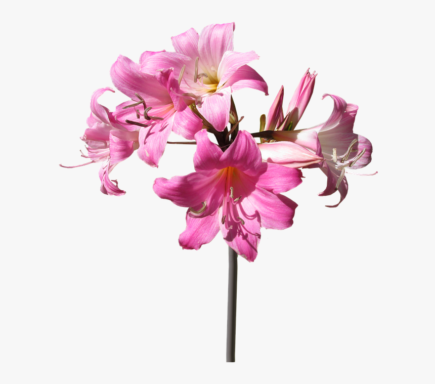 Flower,flowering Flowers,botany,amaryllis Belladonna,blossom,plant - Transparent Lily Flowers, HD Png Download