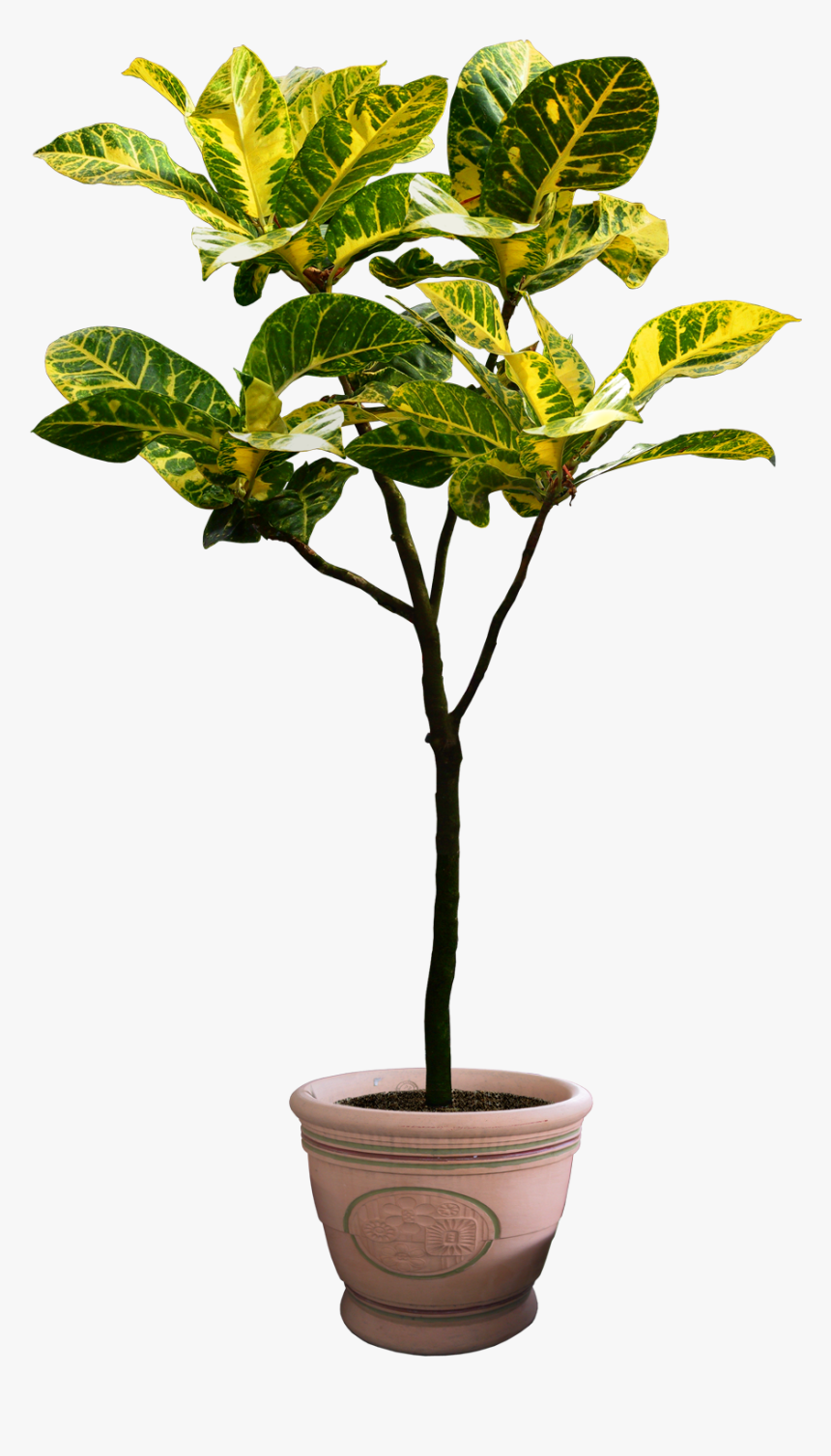 Houseplant Tree Flowerpot - Png Plants Free Download, Transparent Png