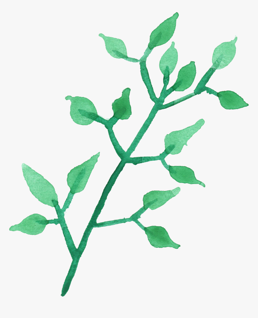 Watercolor Painting - Transparent Watercolor Tea Leaf, HD Png Download
