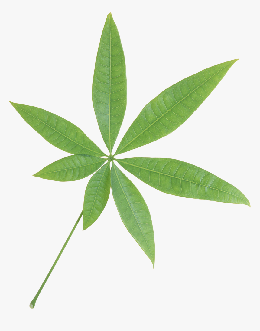 Green Leaf Png - Transparent Transparent Background Leaf Png, Png Download