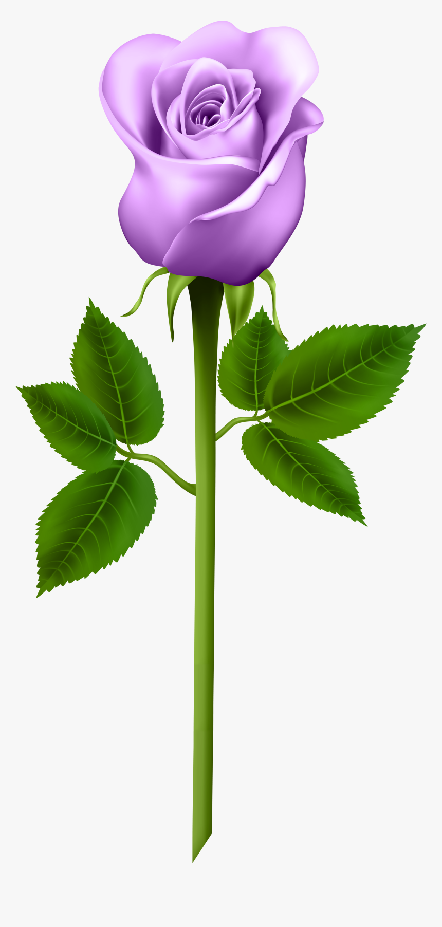 Flower,flowering Plant,plant,rose,plant Stem,rose Tea - Blue Rose Transparent Background, HD Png Download