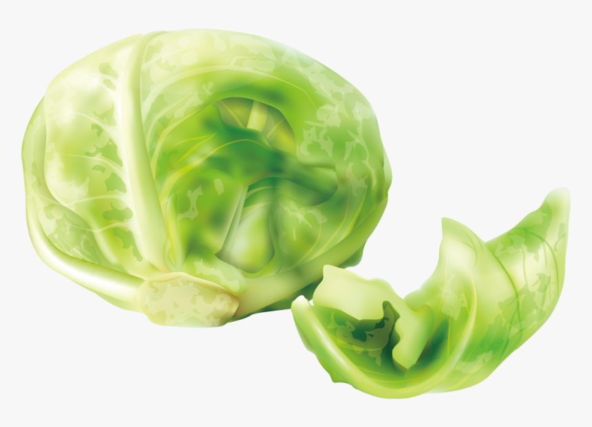 Cabbage Cruciferous Vegetables Lettuce - Cabbage Clipart, HD Png Download