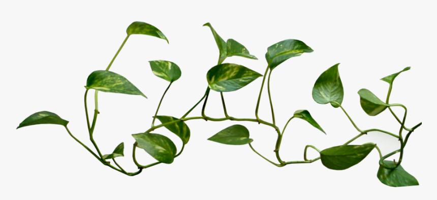 Money Plant Vine Png - Transparent Background Vine Png, Png Download
