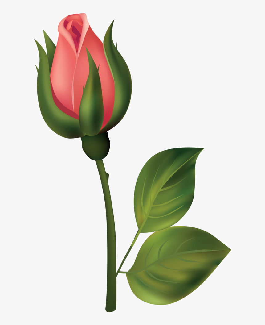 Stem Red Rose Bud Png Clipart - Flower Bud Bud Clipart, Transparent Png