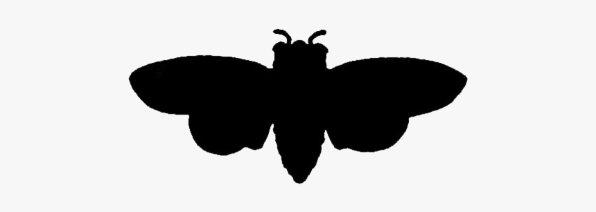 Cicada Wings Png Transparent Images - Brush-footed Butterfly, Png Download