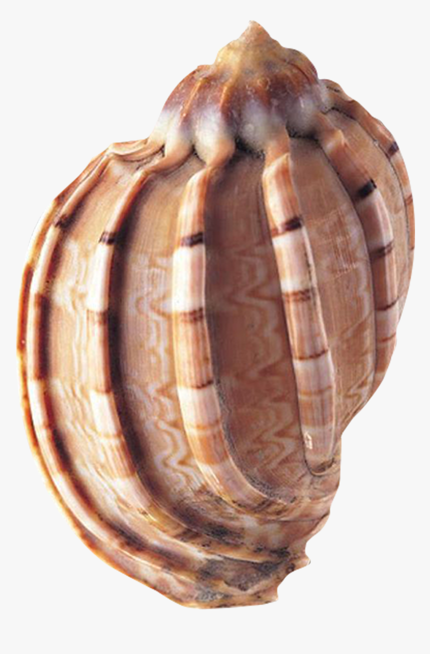 Clam Vector Conch - Sea Shells, HD Png Download